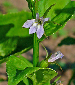 Image of a purple flower with green spiny leaves and three petals.